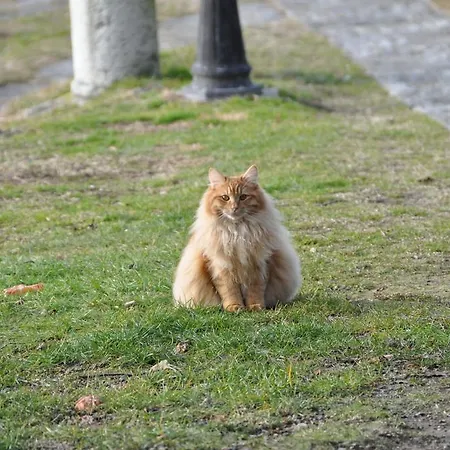 Le Vignole Appartement Ameno